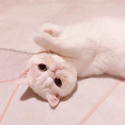 شام ادریس avatar